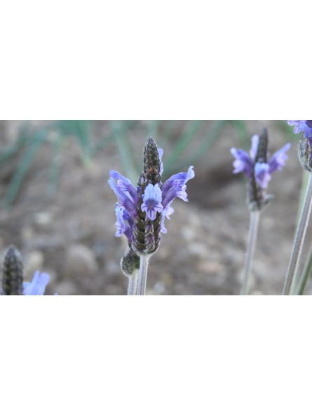 Lavanda Alhucemilla, Lavandula multifida