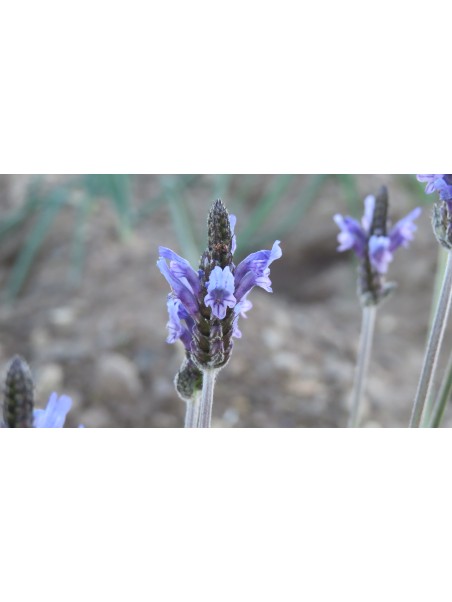 Lavanda Alhucemilla, Lavandula multifida