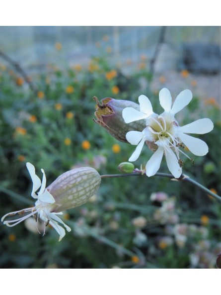 Collejas, silene vulgaris