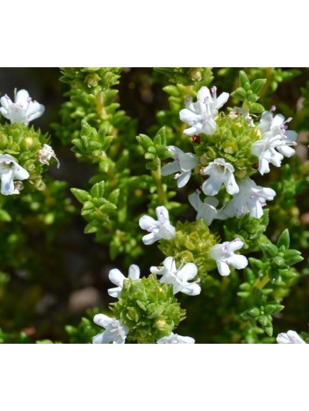 Tomillo carnoso, Thymus carnosus