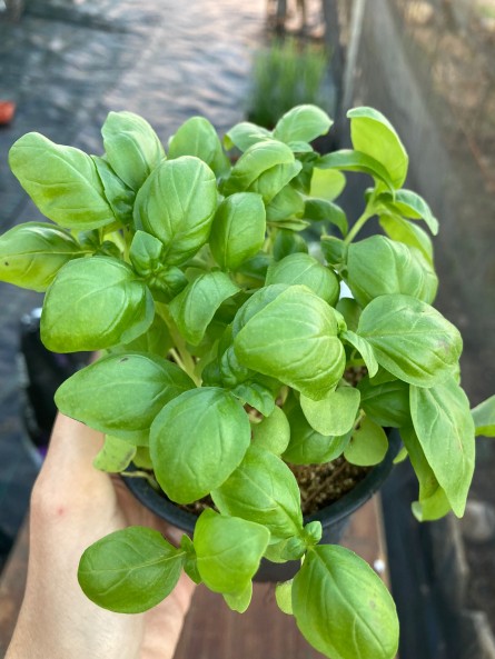 Albahaca genovesa, basilico genovese