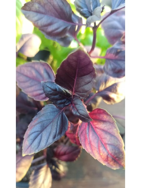 Albahaca morada, ocimum basilicuma