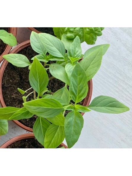 Albahaca mexicana, ocimum basilicum cinnamon