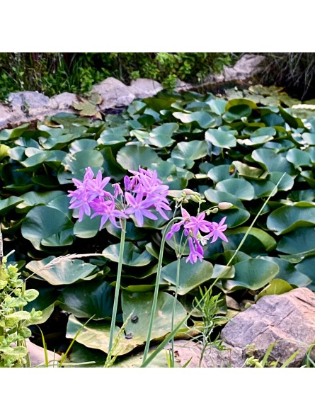 Ajo de jardín, Tulbaghia violacea
