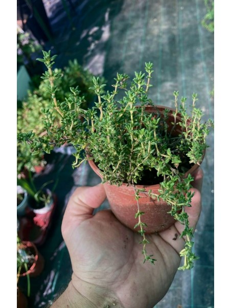 Tomillo carnoso, Thymus carnosus