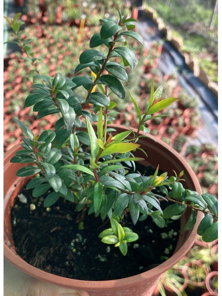 Mirto o arrayán, myrtus communis