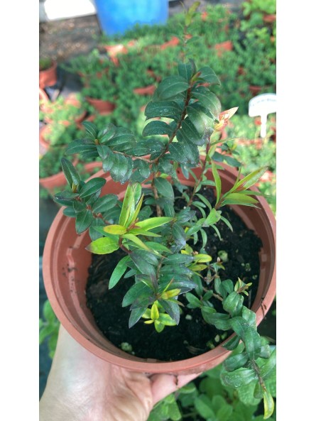 Mirto o arrayán, myrtus communis