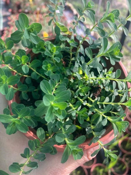 Hipérico rastrero europeo, hypericum perforatum