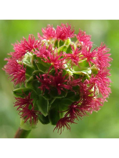 Pimpinela menor, hierba pepino, sanguisorba minor
