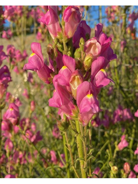 Antirrino silvestre, antirrhinum majus