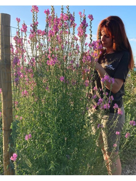 Antirrino silvestre, antirrhinum majus
