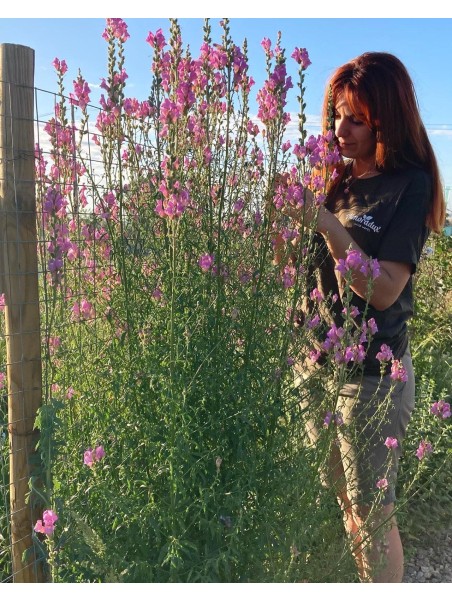Antirrino silvestre, antirrhinum majus
