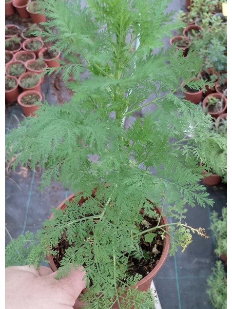 Artemisa o ajenjo dulce, artemisa annua