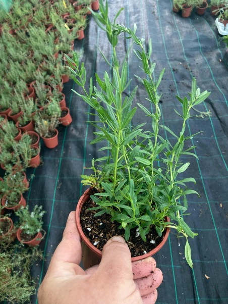 Hisopo. Hyssopus officinalis