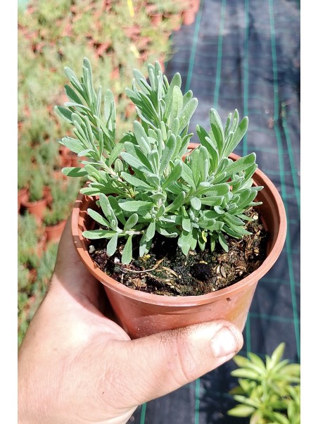 Lavanda fina, Lavandula angustifolia
