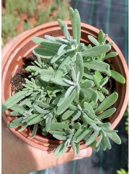 Lavanda fina, Lavandula angustifolia