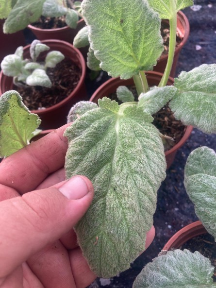 Salvia romana, salvia sclarea