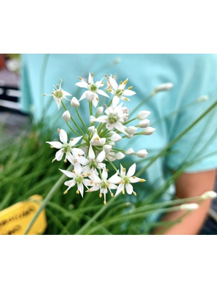 Cebollino chino, allium tuberosum