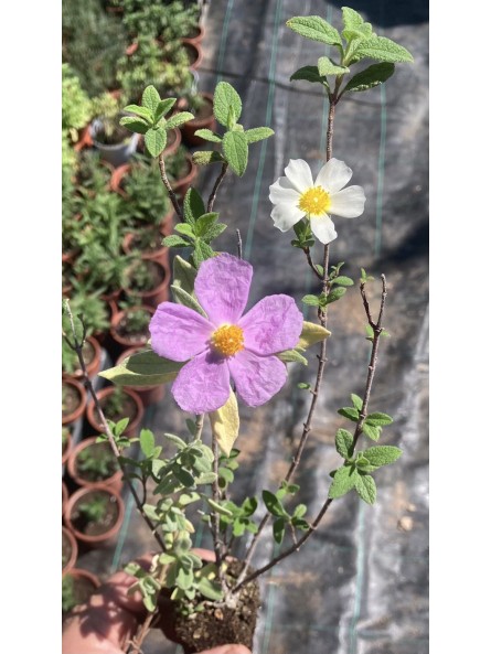 Jaguarzo morisco, cistus salvifolius