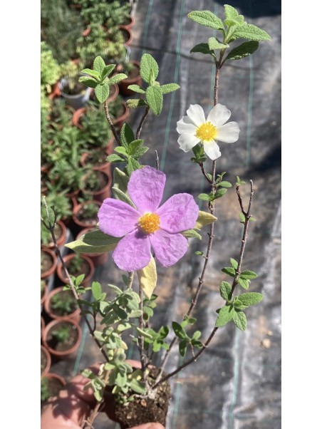Jaguarzo morisco, cistus salvifolius