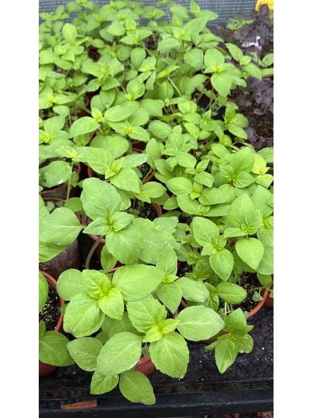 Albahaca tailandesa, ocimum basilicum thyrsflora