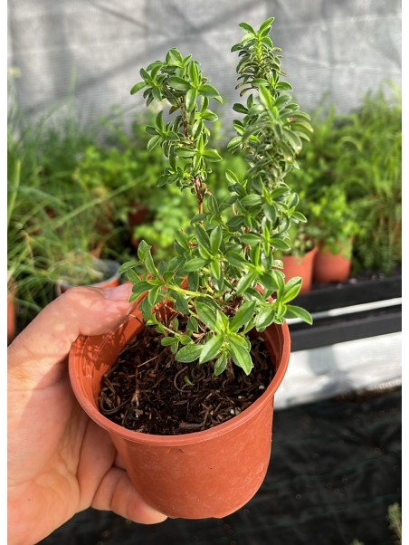 Ajedrea de monte, satureja montana