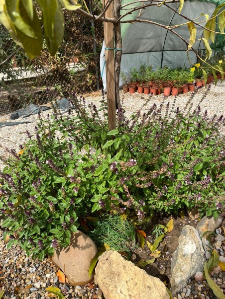Albahaca tailandesa, ocimum basilicum thyrsflora