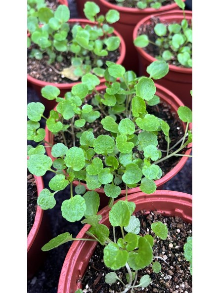 Berro acuático, Nasturtium officinale