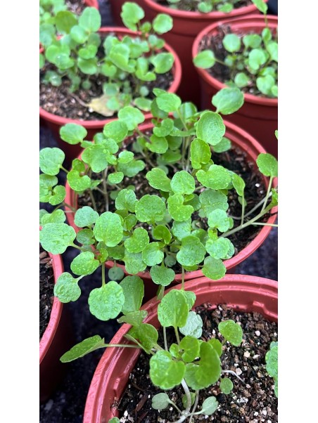 Berro acuático, Nasturtium officinale