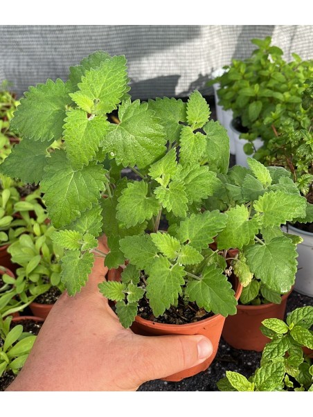Menta gatera, Nepeta cataria