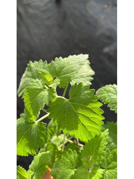 Menta gatera, Nepeta cataria