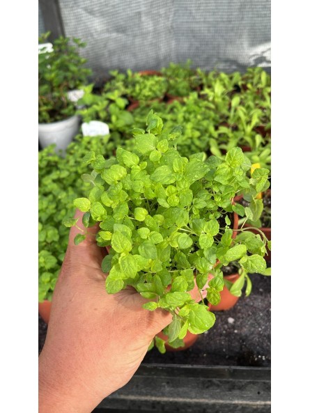 Menta verde, mentha piperina