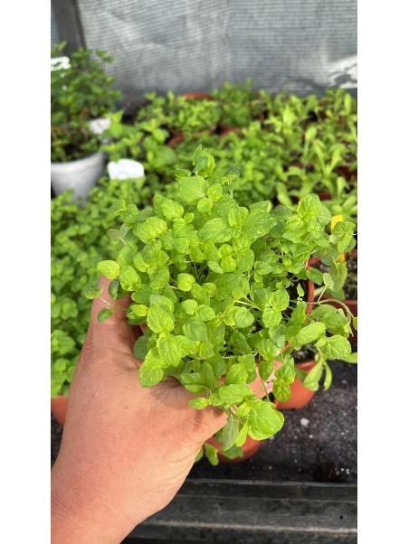 Menta verde, mentha piperina