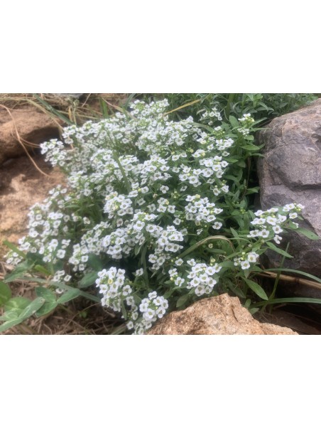 Aliso, Lobularia maritima