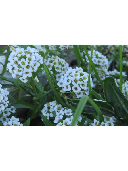 Aliso, Lobularia maritima