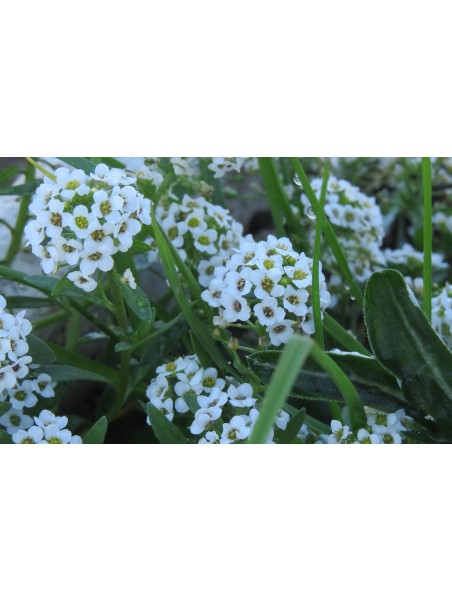Aliso, Lobularia maritima
