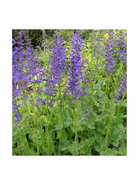 Salvia de los prados, salvia pratensis