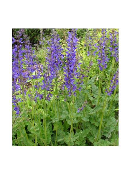 Salvia de los prados, salvia pratensis