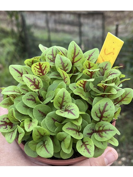 Acedera roja, Rumex sanguineus