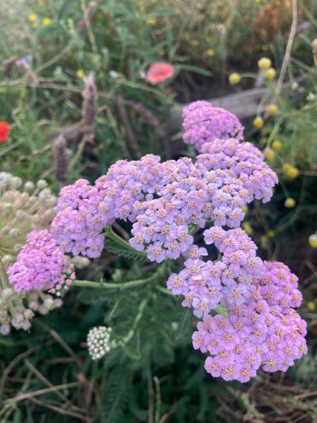 Aquilea o milenrama, achillea millefolium