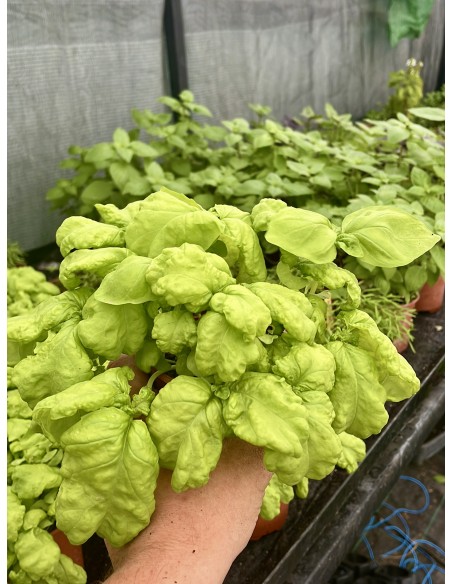 Albahaca napolitana, ocimum basilicum napolitanum