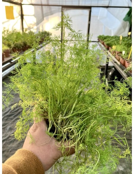 Eneldo, Anethum graveolens