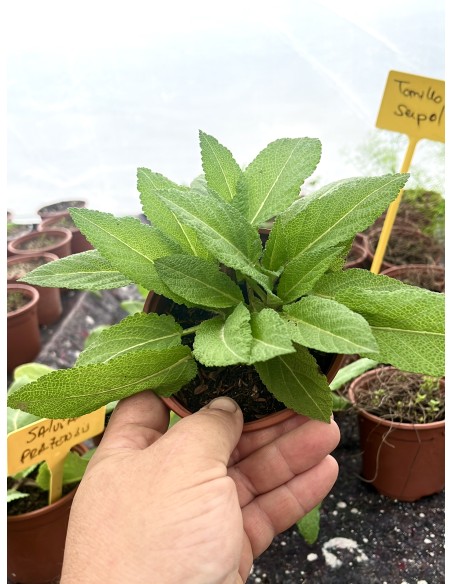 Salvia de los prados, salvia pratensis