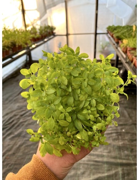 Menta poleo, Mentha pulegium