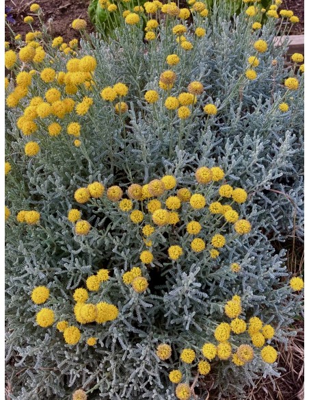 Abrótano hembra, Santolina chamaecyparissus