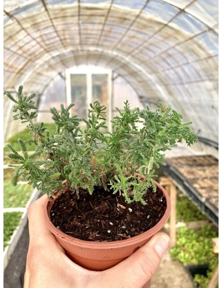 Abrótano hembra, Santolina chamaecyparissus