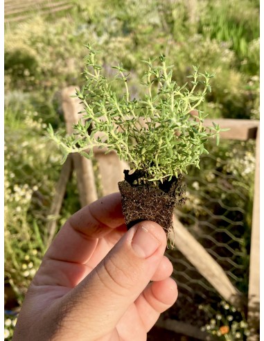 Ajedrea de monte, satureja montana