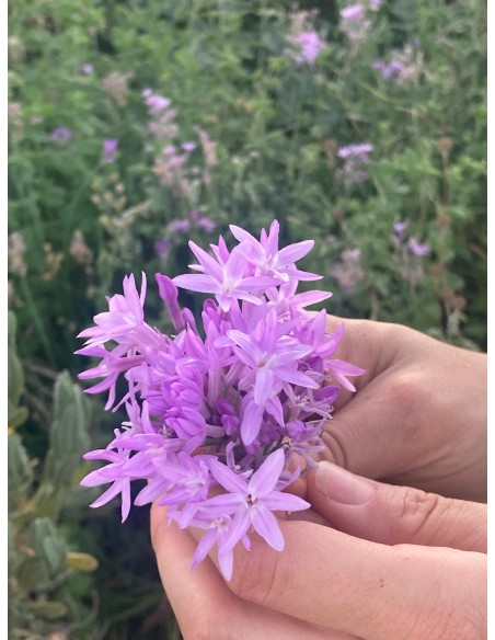 Ajo de jardín, Tulbaghia violacea
