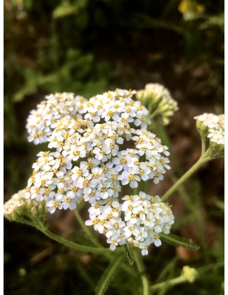 Aquilea o milenrama, achillea millefolium