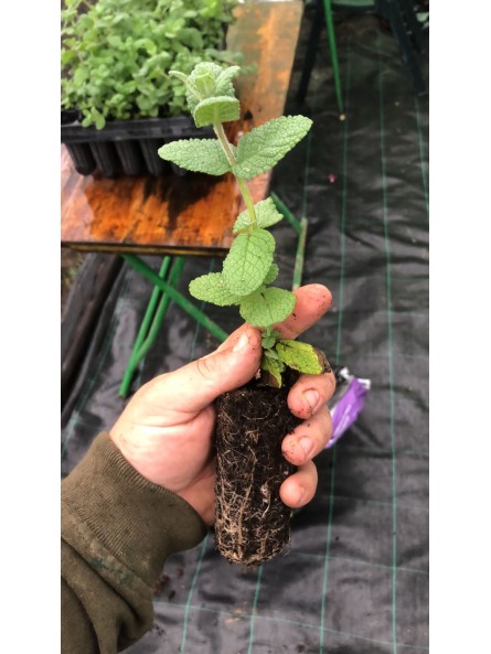 Mastranzo, Mentha suaveolens